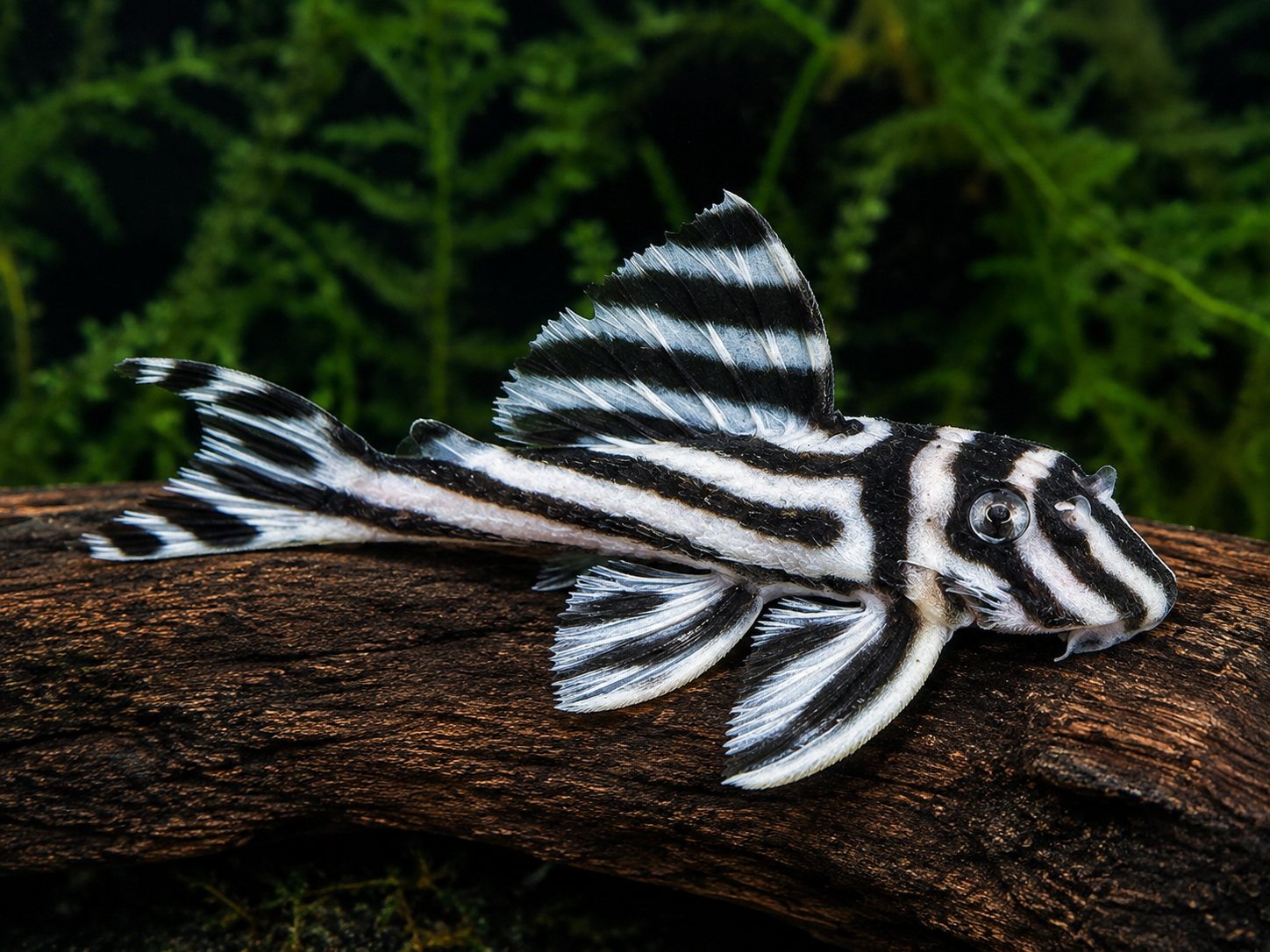 Pleco